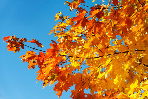Herbstlaub