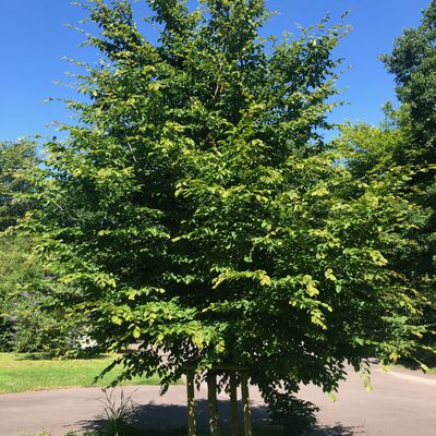 F�rderprogramm private B�ume